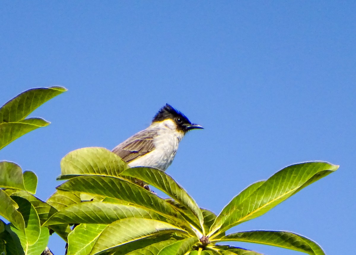 Sooty-headed Bulbul - ML646020683