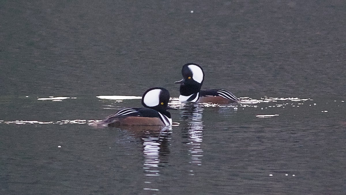 Smergo dal cappuccio - ML646020684