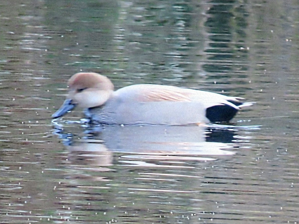 Gadwall - ML646020686