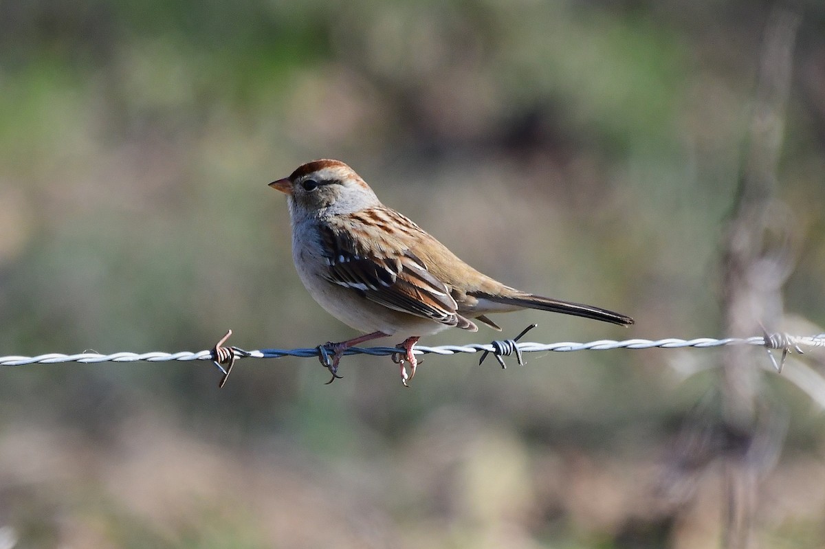 White-crowned Sparrow - ML646020689