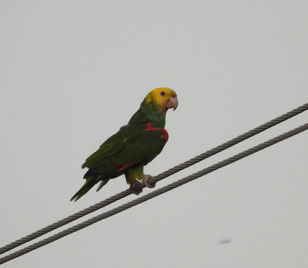 Gelbkopfamazone - ML646020690