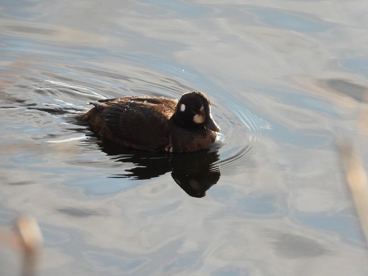Harlequin Duck - ML646020691