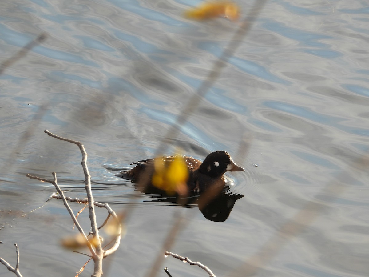 Harlequin Duck - ML646020692