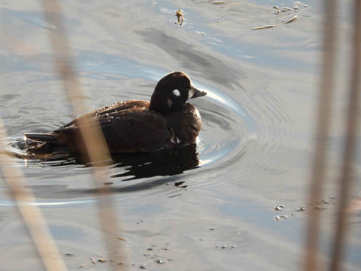 Harlequin Duck - ML646020693