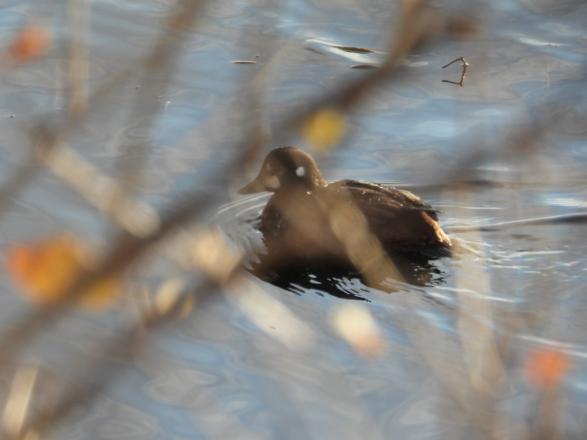 Harlequin Duck - ML646020694