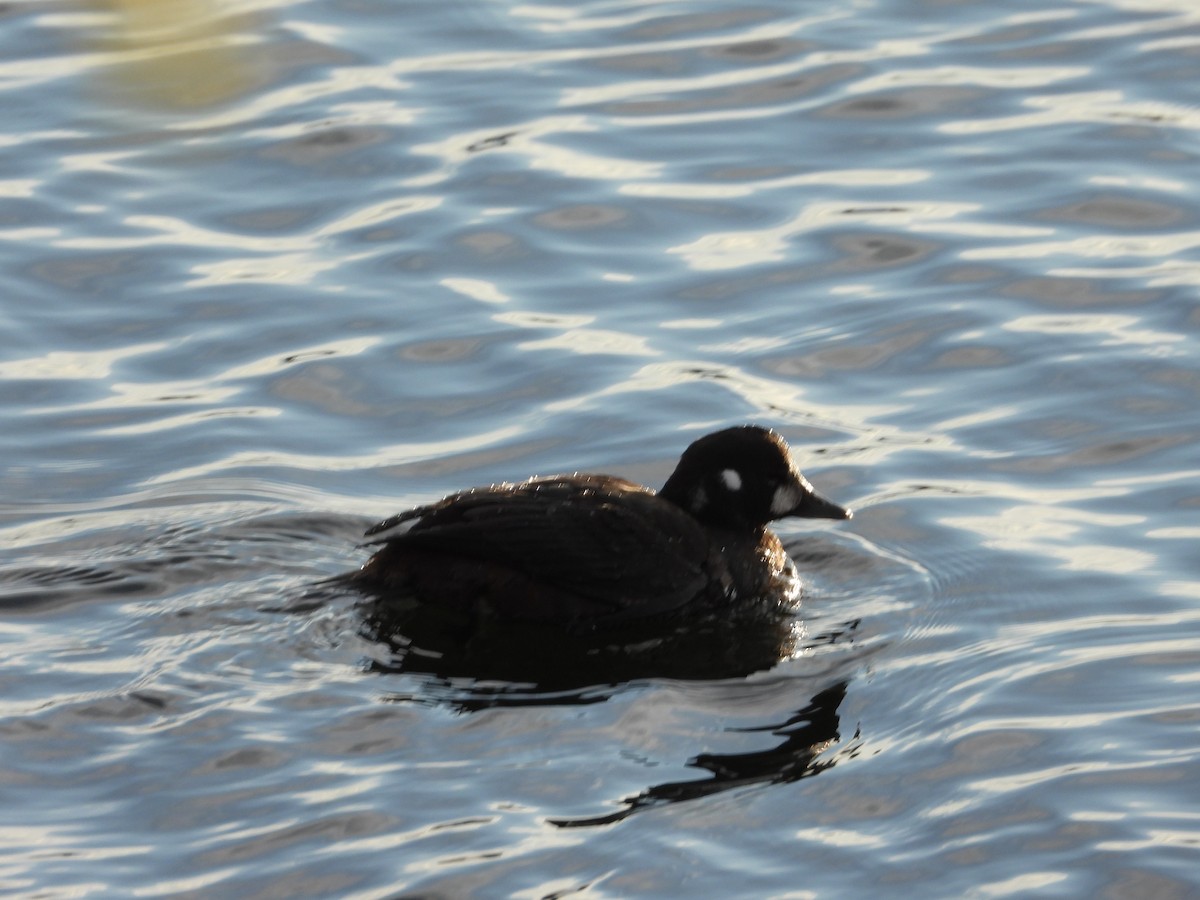 Harlequin Duck - ML646020695
