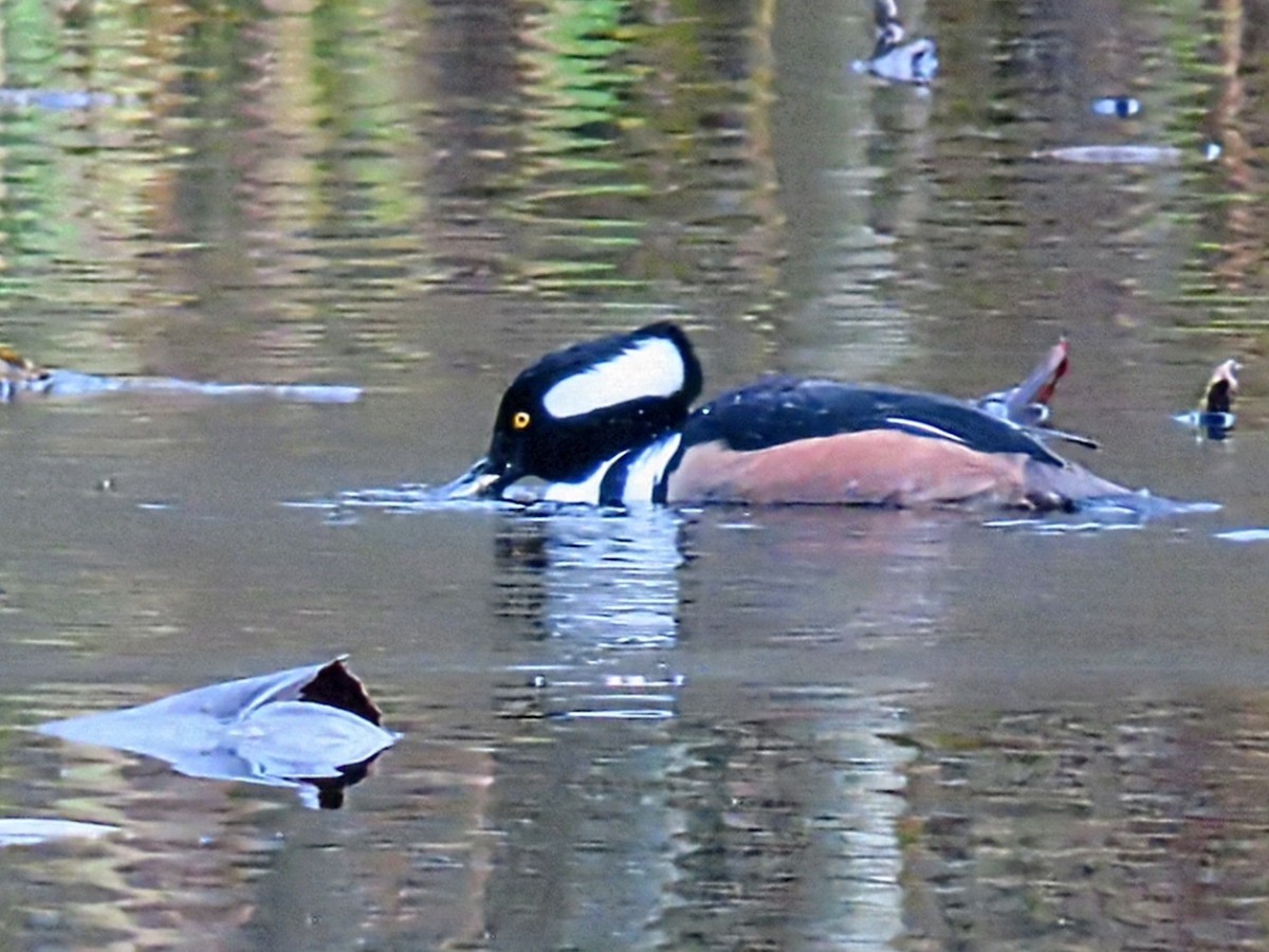 Hooded Merganser - ML646020698