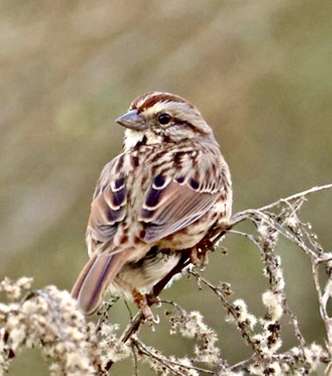 Song Sparrow - ML646020703