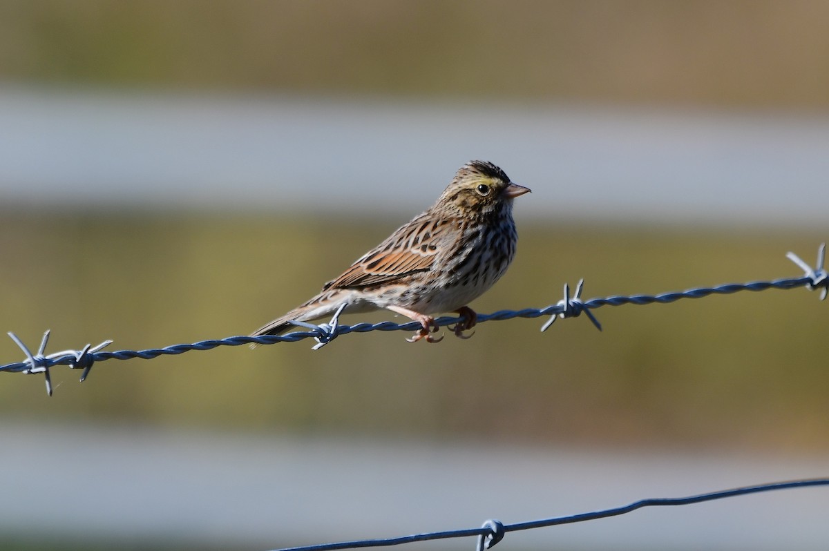 Savannah Sparrow - ML646020704