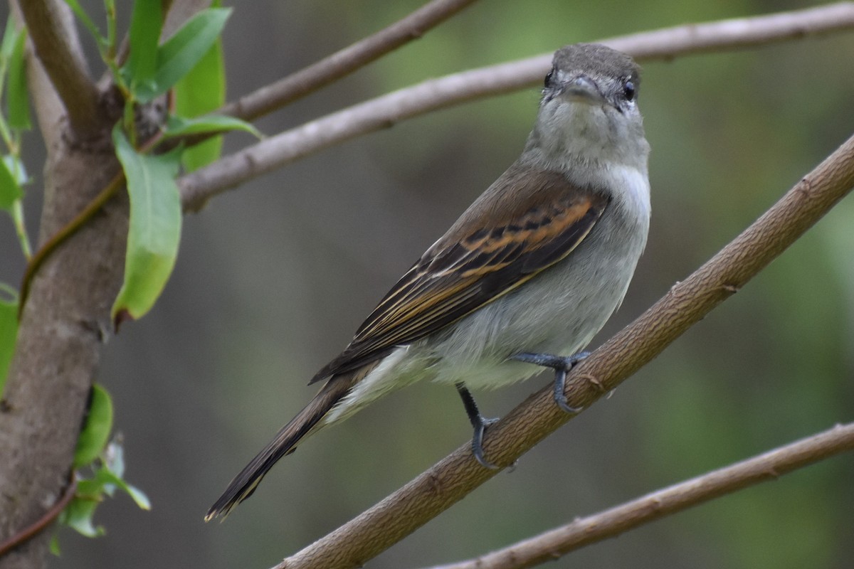 White-winged Becard - ML646020712