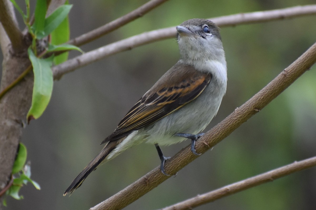 White-winged Becard - ML646020713