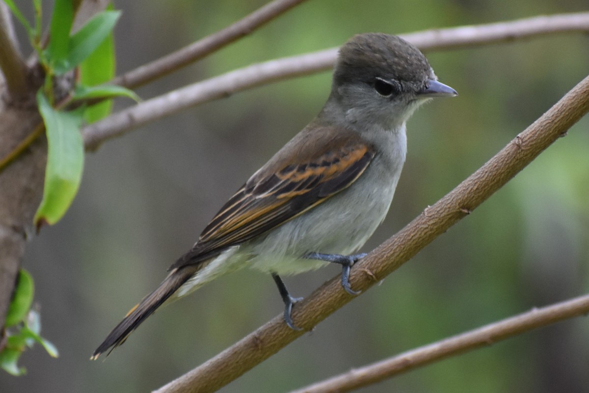 White-winged Becard - ML646020714