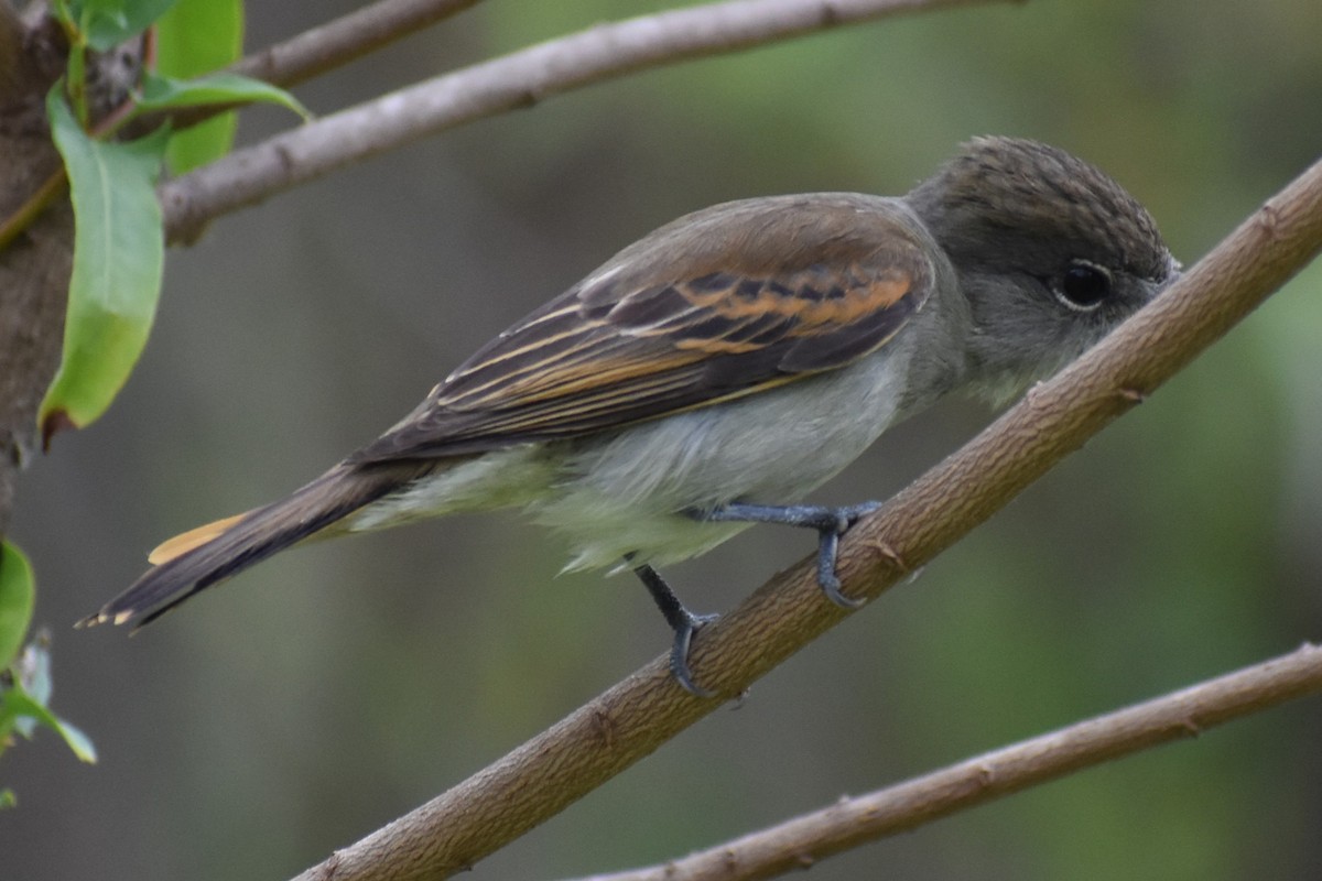 White-winged Becard - ML646020715