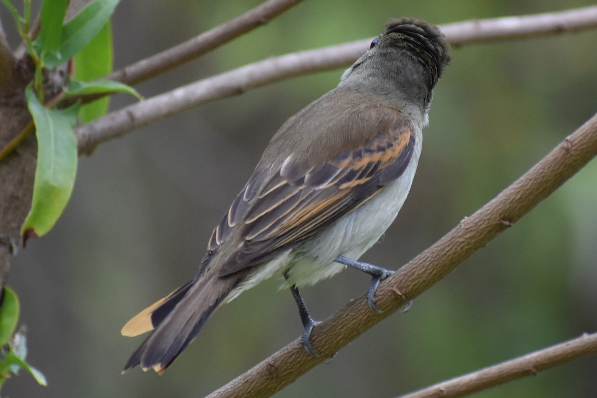 White-winged Becard - ML646020716