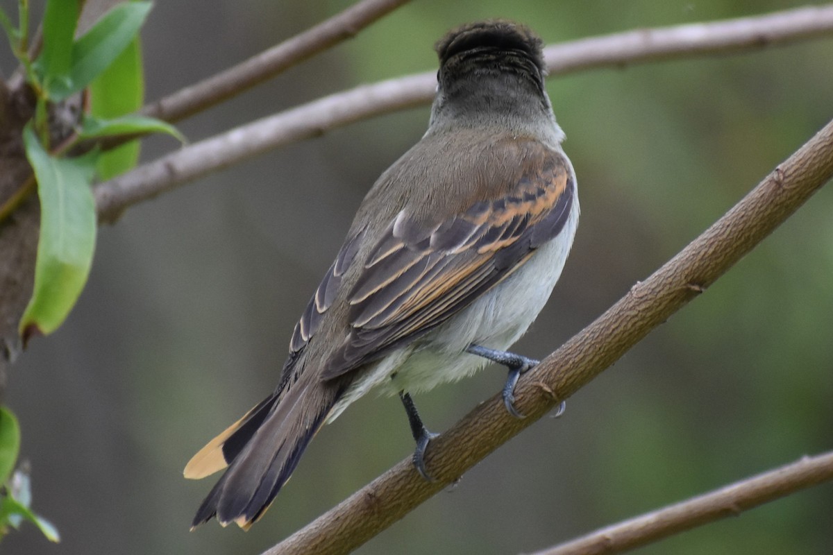 White-winged Becard - ML646020717