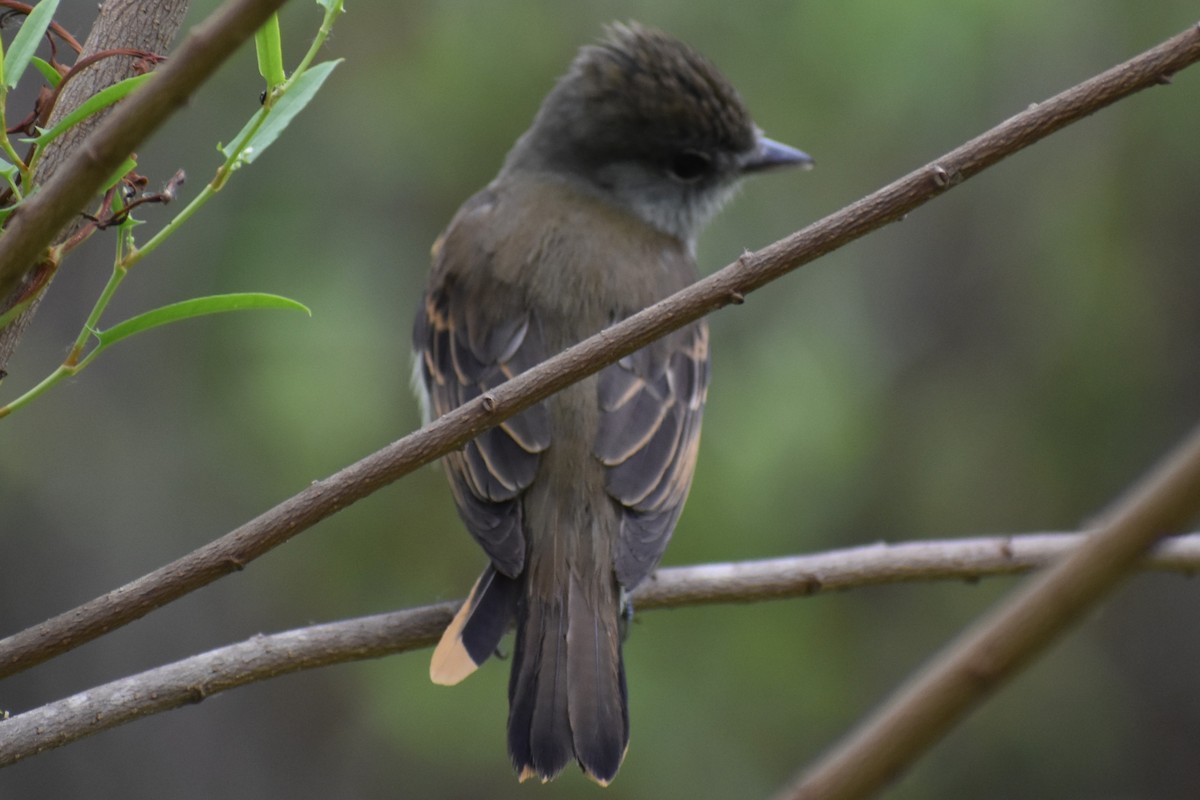 White-winged Becard - ML646020719