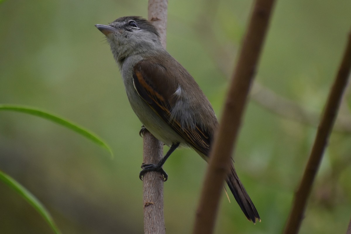 White-winged Becard - ML646020720