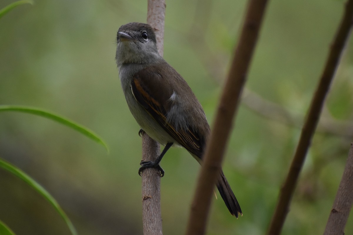White-winged Becard - ML646020722