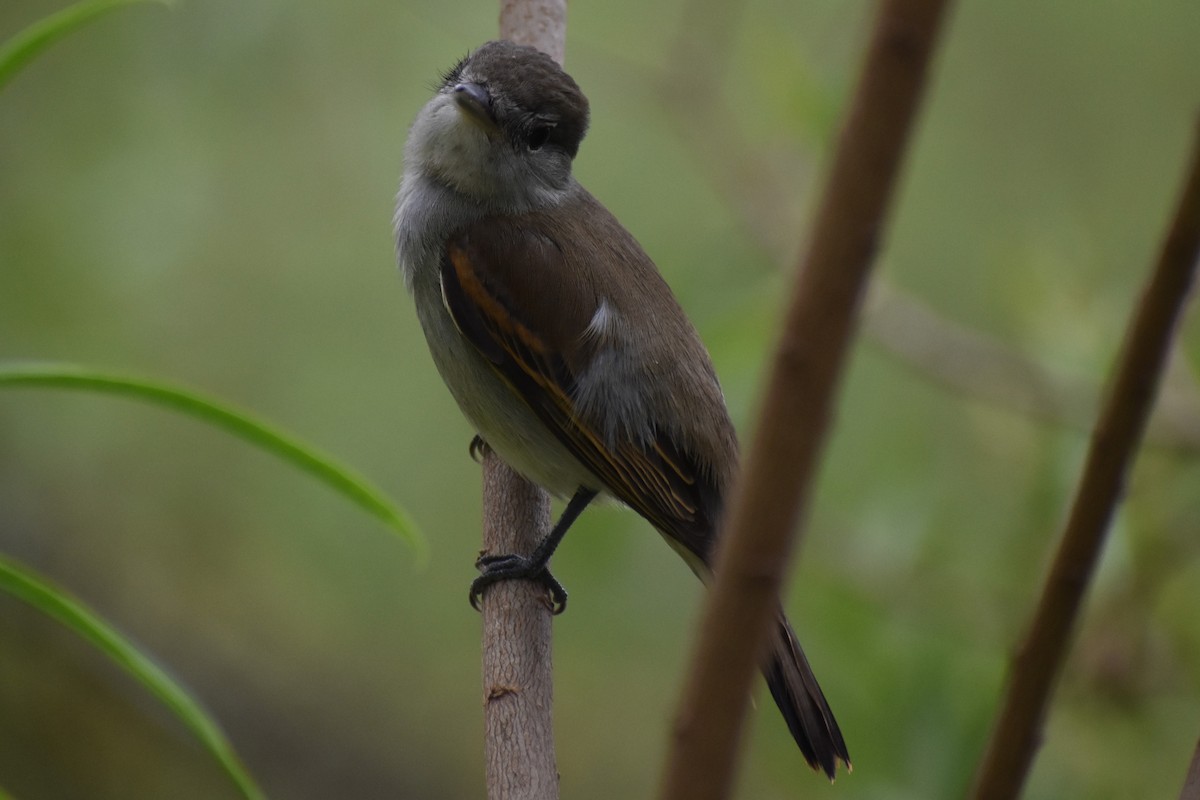 White-winged Becard - ML646020723