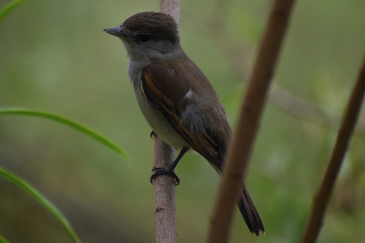 White-winged Becard - ML646020724