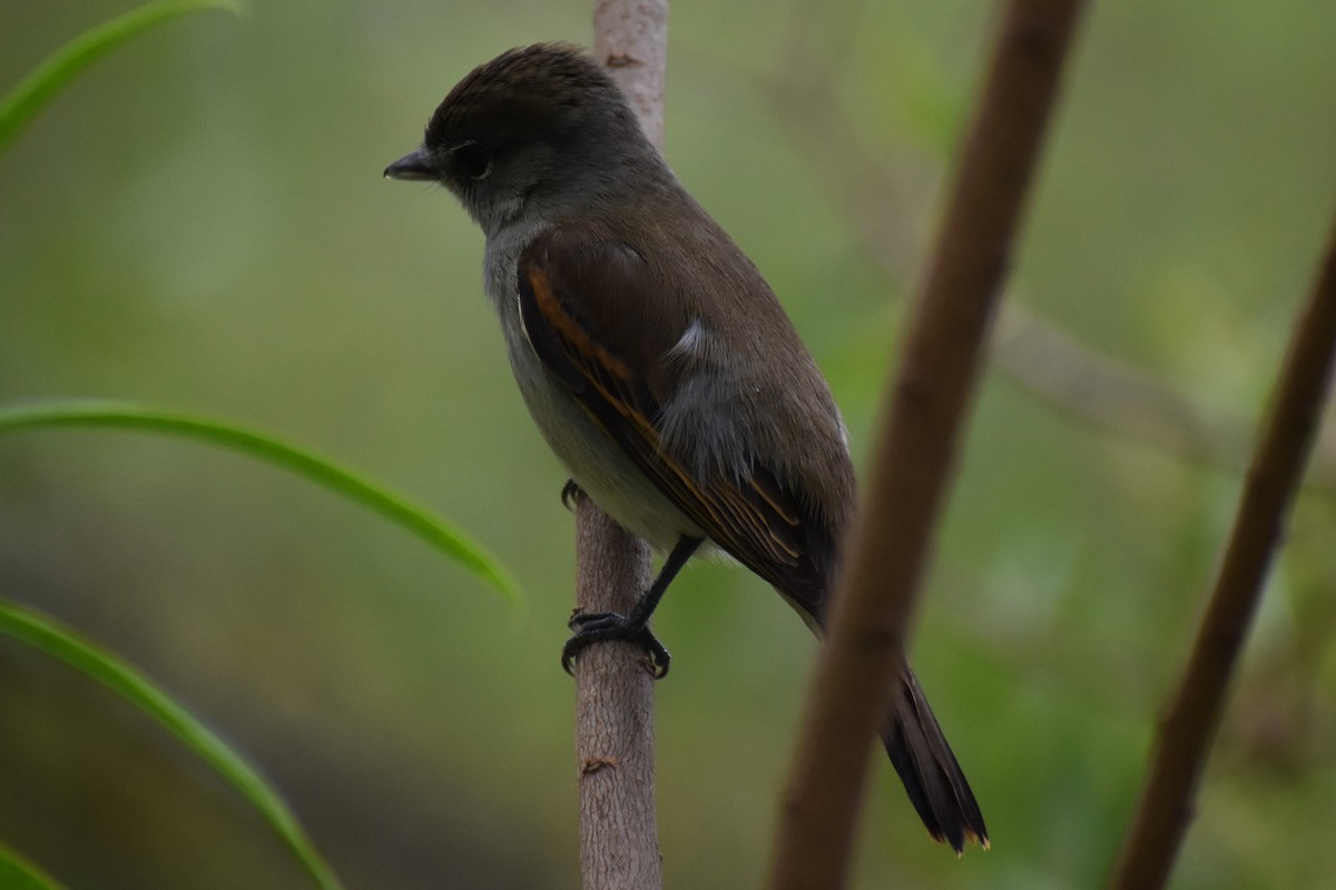 White-winged Becard - ML646020725