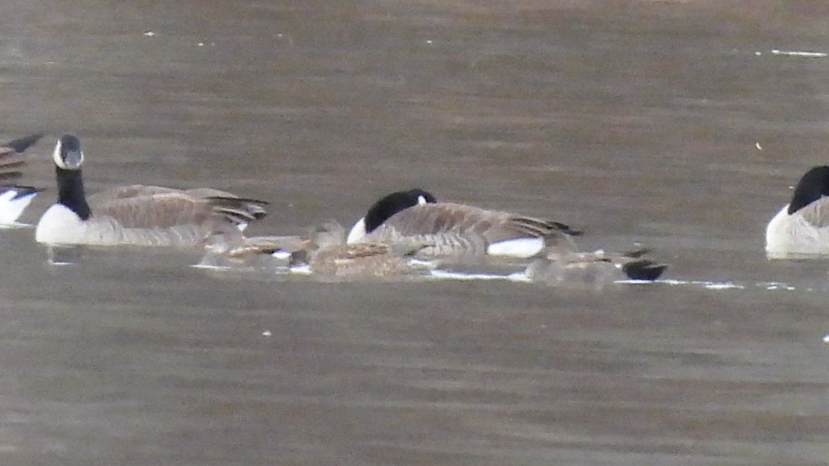 Canapiglia - ML646020727