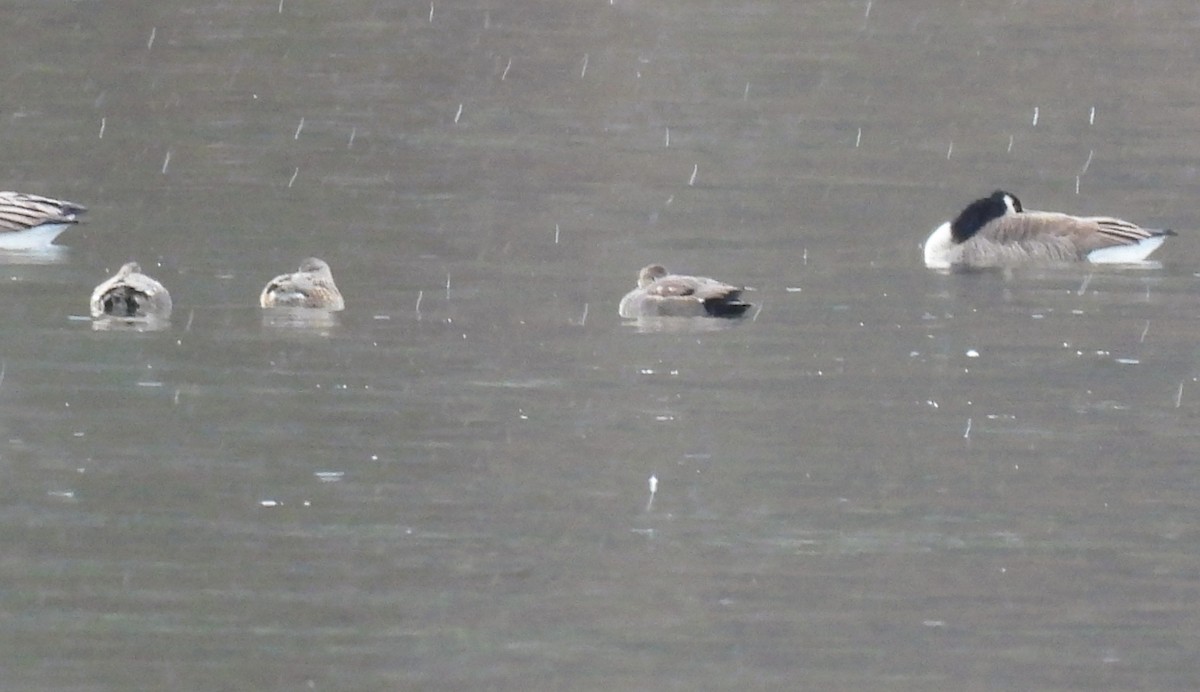 Canapiglia - ML646020729