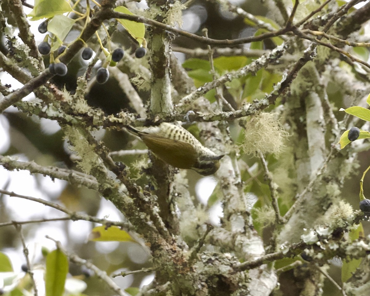 Speckled Piculet - ML646020731