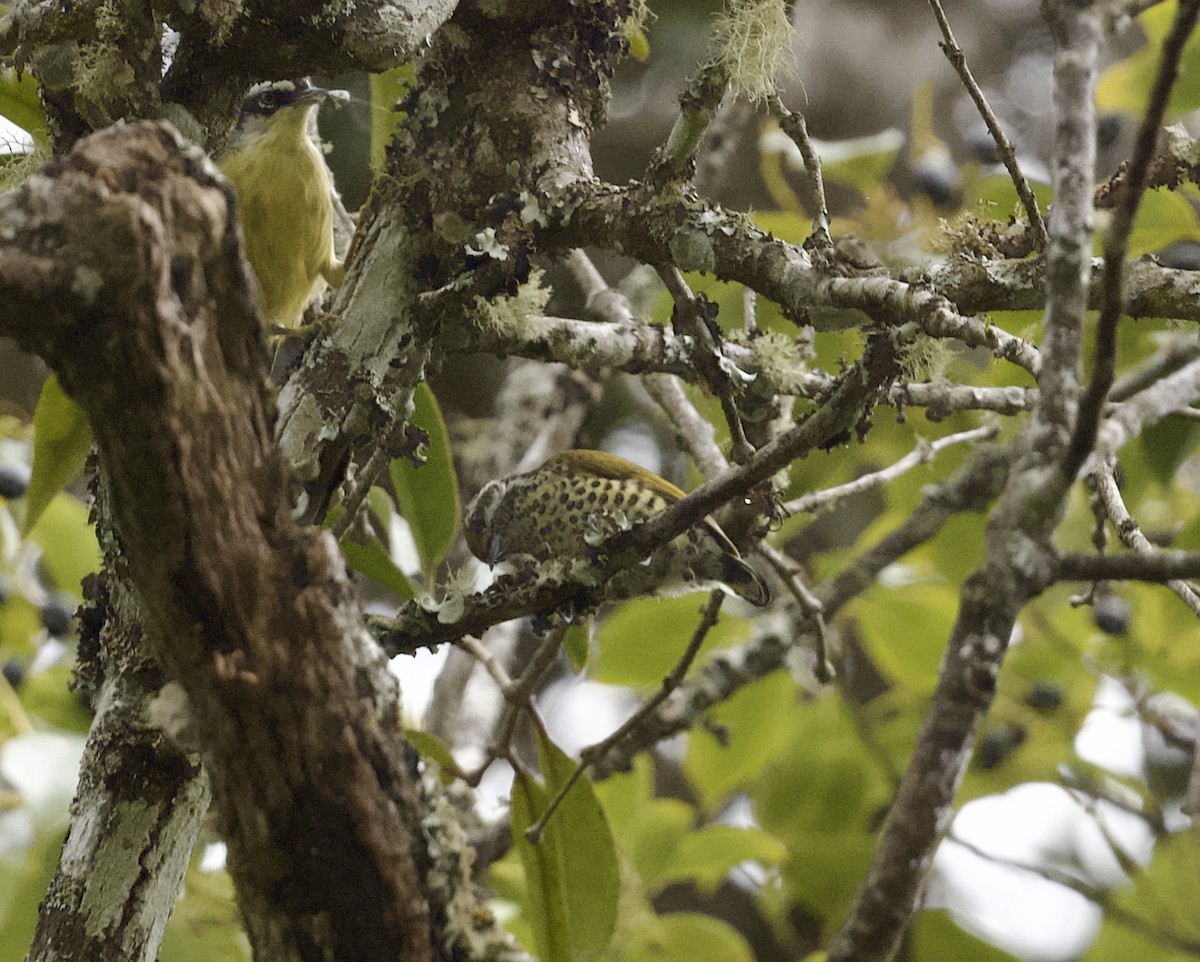 Speckled Piculet - ML646020732