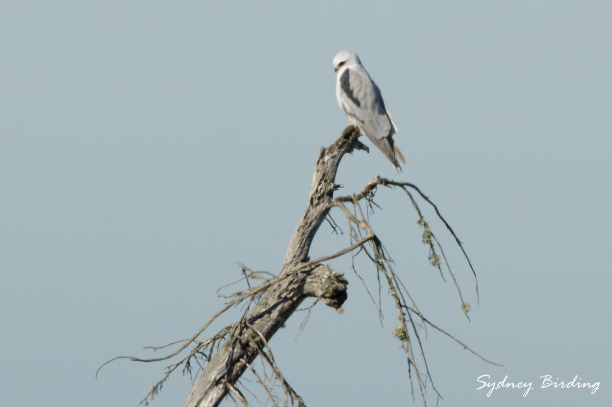 White-tailed Kite - ML646020734