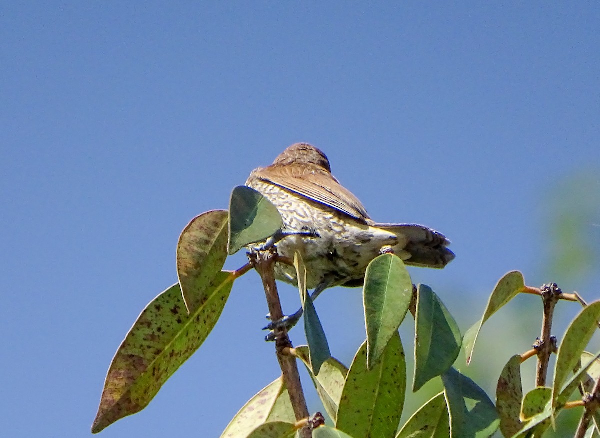 Scaly-breasted Munia - ML646020737