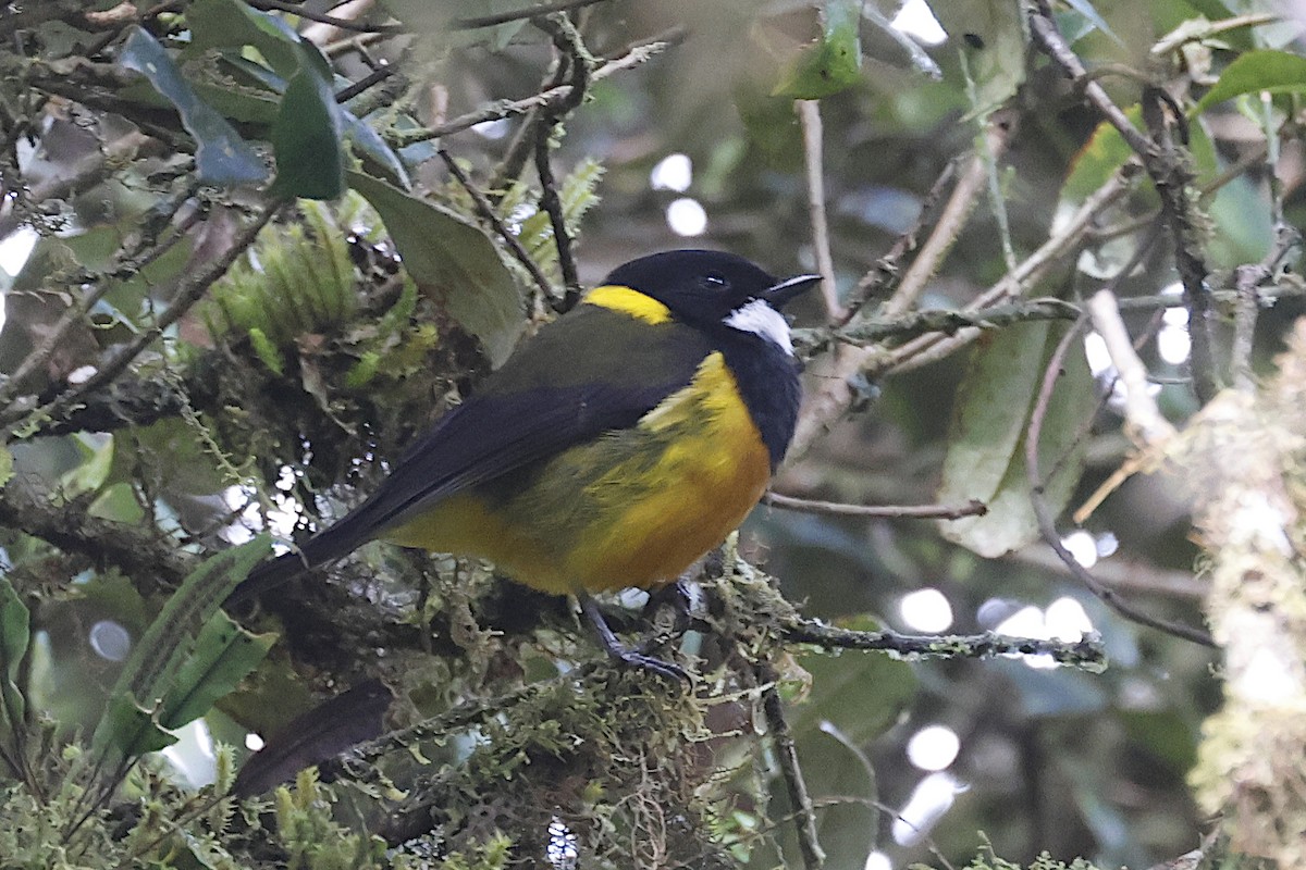 Regent Whistler - ML646020738