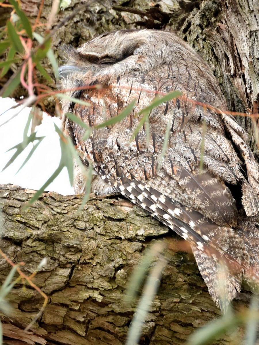 Tawny Frogmouth - ML646020739