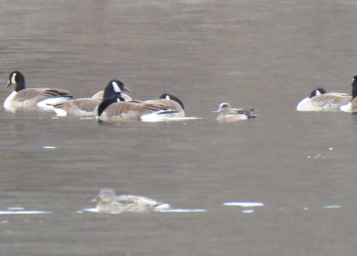 American Wigeon - ML646020740