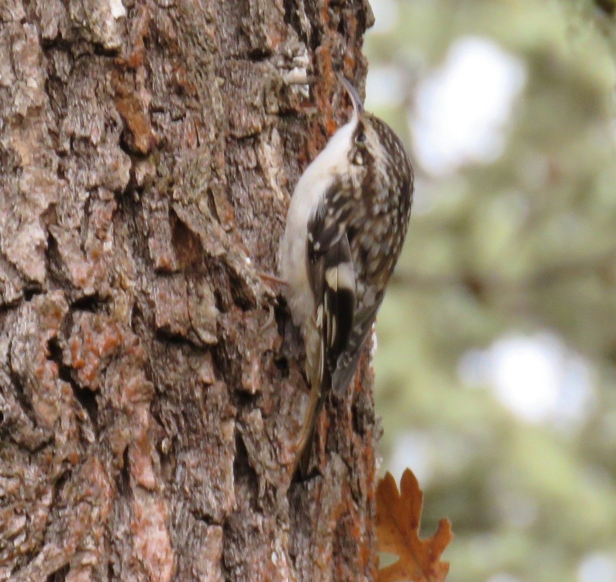 Brown Creeper - ML646020741
