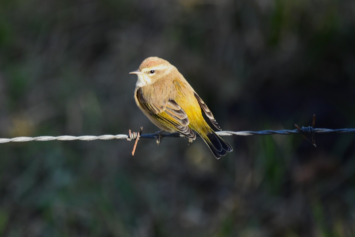 Palm Warbler - ML646020742