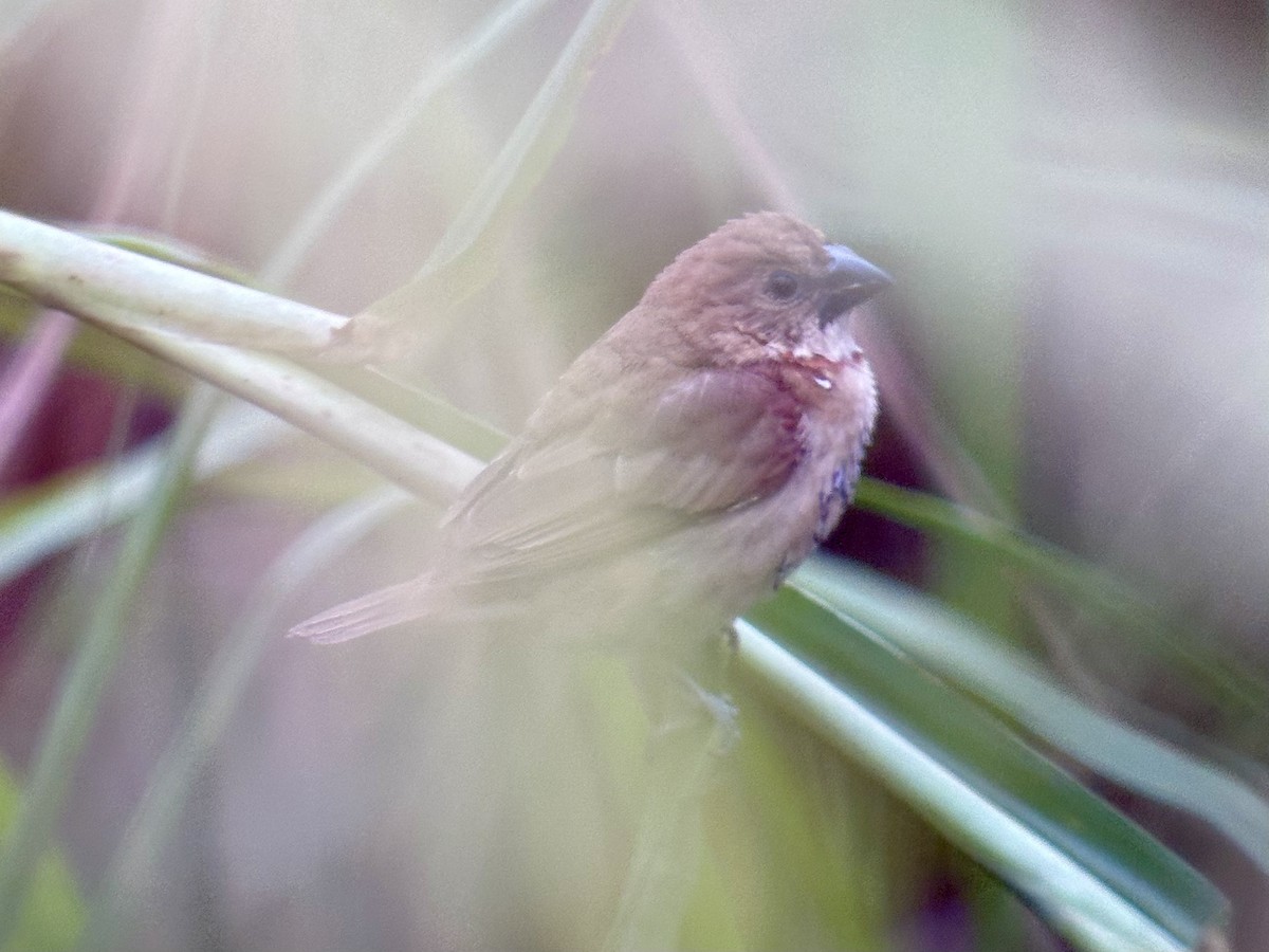 Scaly-breasted Munia - ML646020743