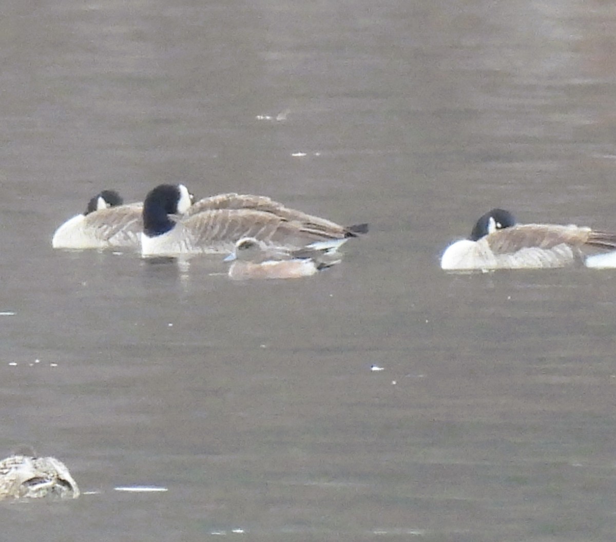 American Wigeon - ML646020746