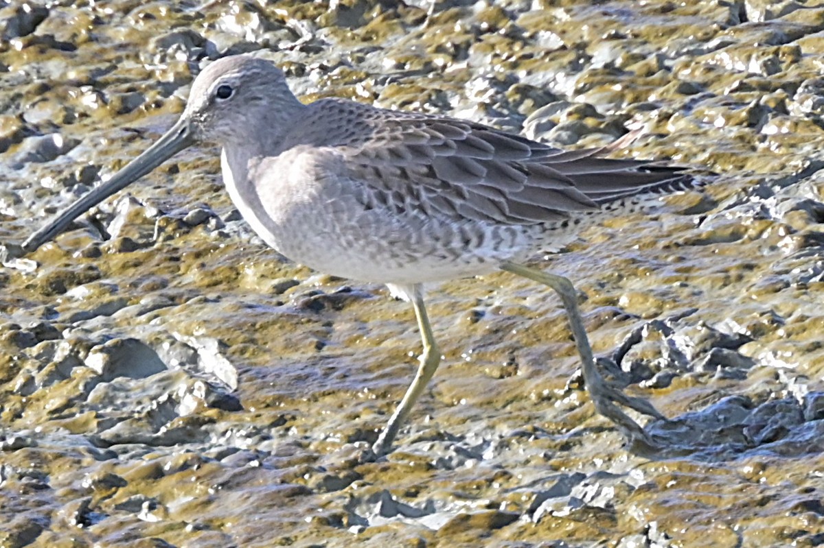 Long-billed Dowitcher - ML646020747