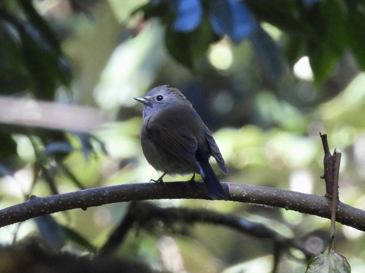 Rufous-gorgeted Flycatcher - ML646020748