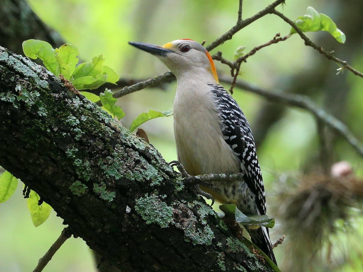 Golden-fronted Woodpecker - ML646020749