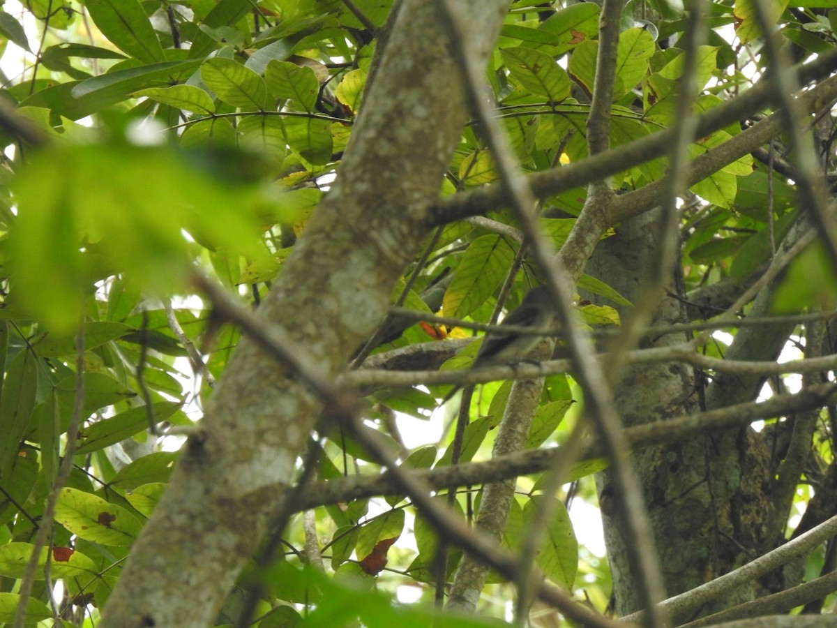 Eastern Wood-Pewee - ML646020750