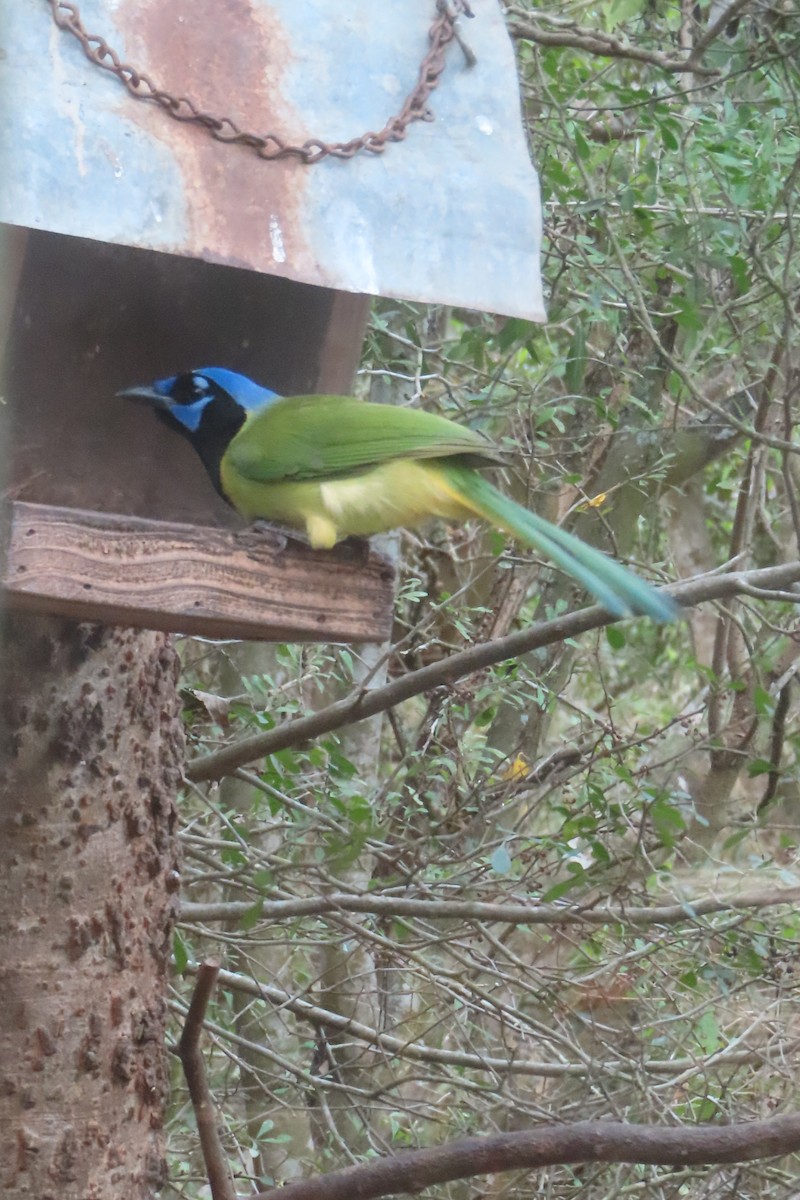 sojka zelenavá - ML646020751