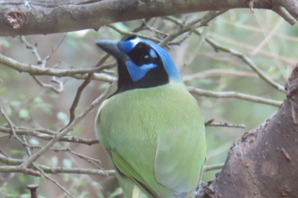 sojka zelenavá - ML646020752