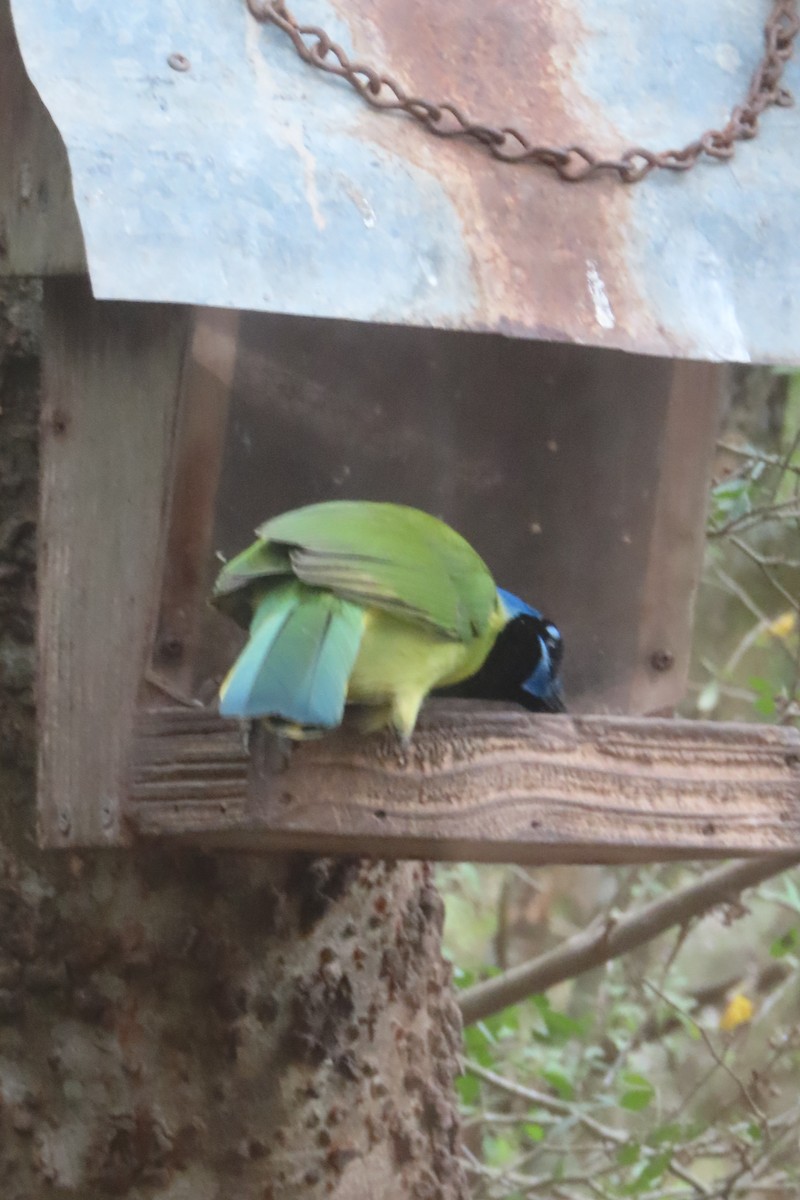 sojka zelenavá - ML646020753