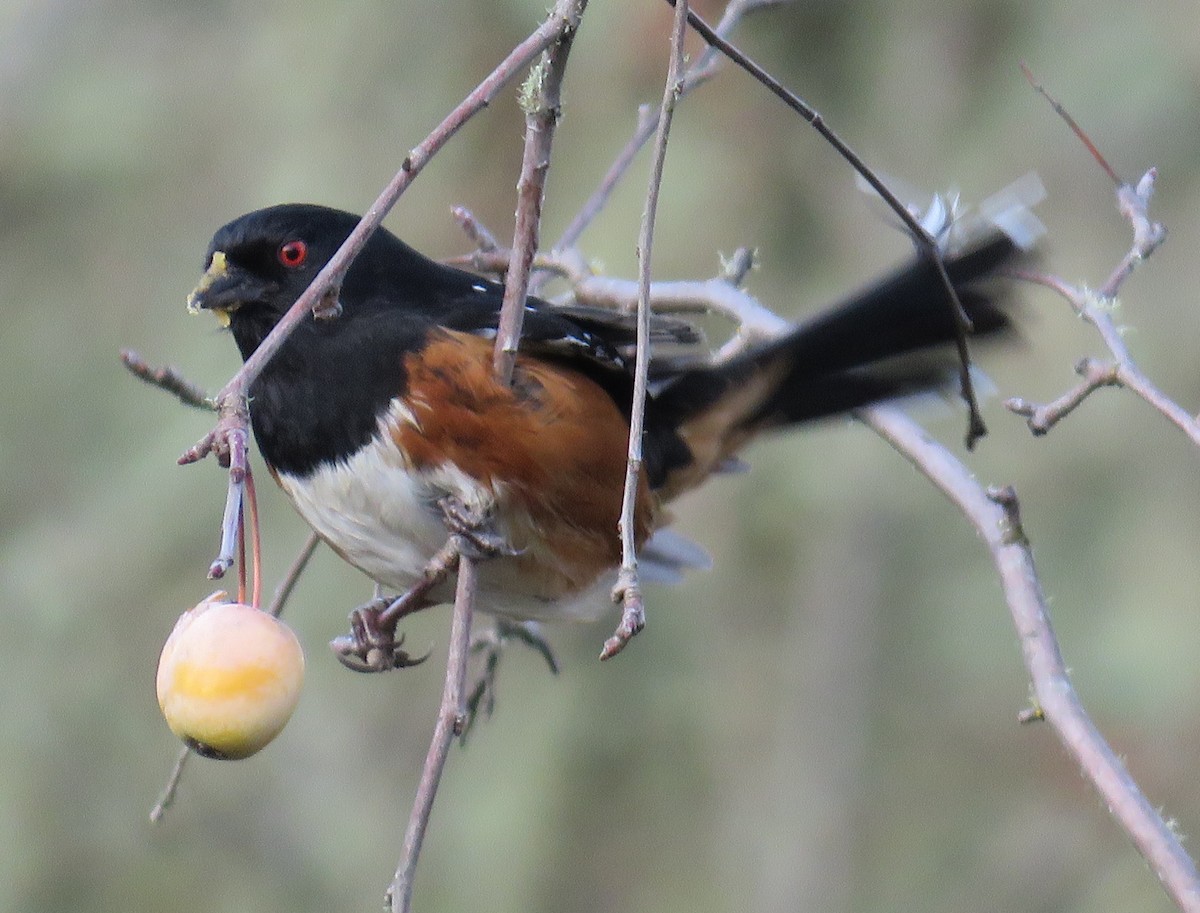 Spotted Towhee - ML646020754