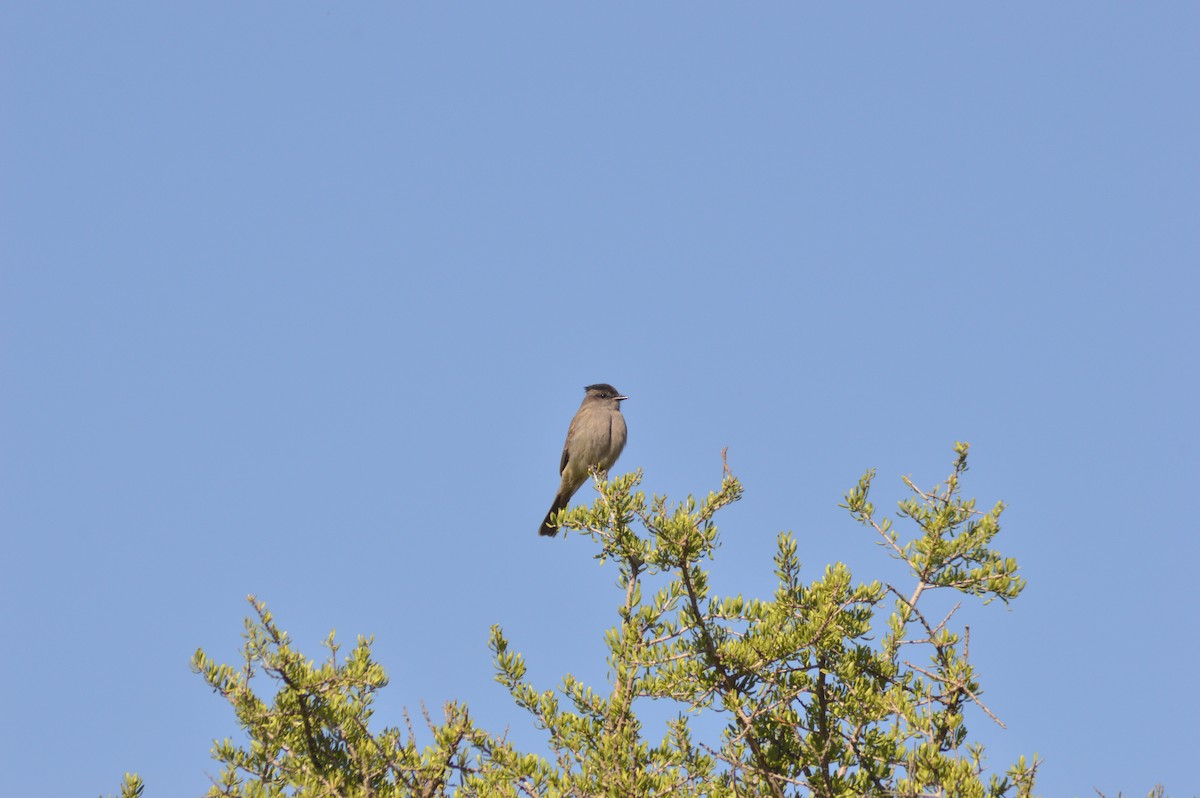 Crowned Slaty Flycatcher - ML646020755