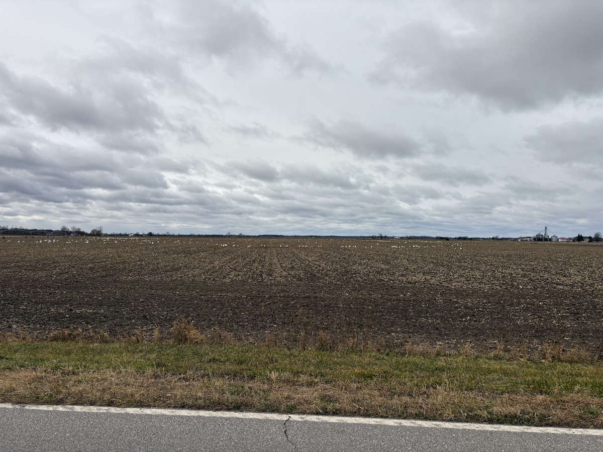 labuť malá - ML646020756