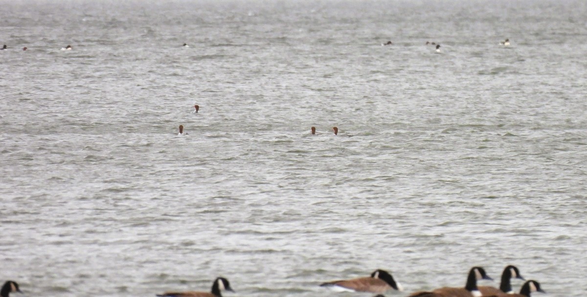 Zerra handia - ML646020757