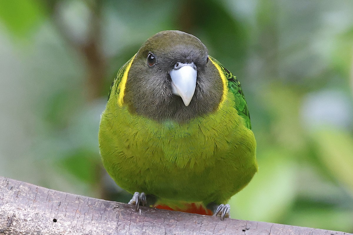 Brehm's Tiger-Parrot - ML646020759